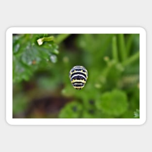 Swallowtail Caterpillar Sticker